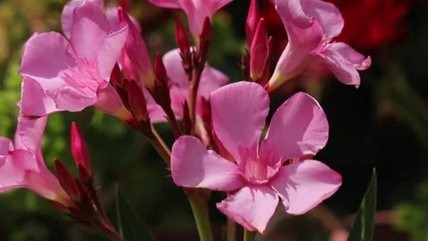 Pink oleander flower (Nerium oleander) Stock Footage 339453675