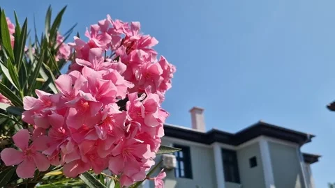 Pink oleander flowers close-up on a blurred background Stock Footage 345527324
