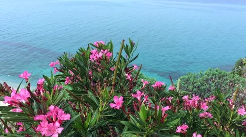 Pink oleander flowers Stock Footage 67879888