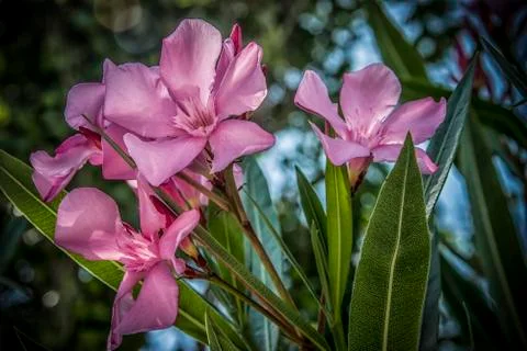 Pink Oleander Flowers Stock Photos