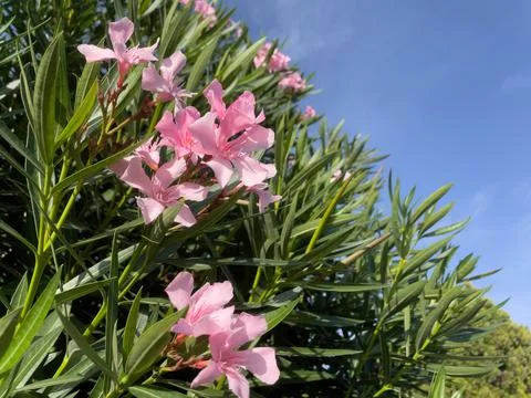 Pink oleander flowers Stock Photos