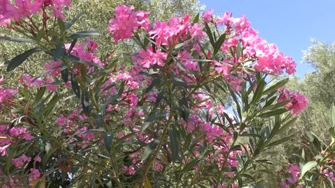 Pink oleander flowers shaking by wind in a sunny day Stock Footage 135813435