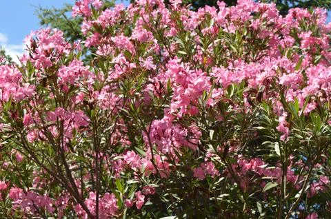 Pink Oleander Nerium shrub grows in the tropical garden Stock Photos