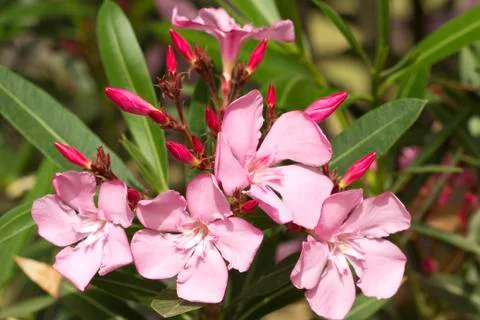Pink oleander Stockfoto's