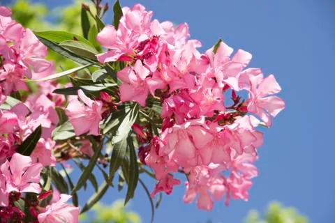 Pink oleander Фото