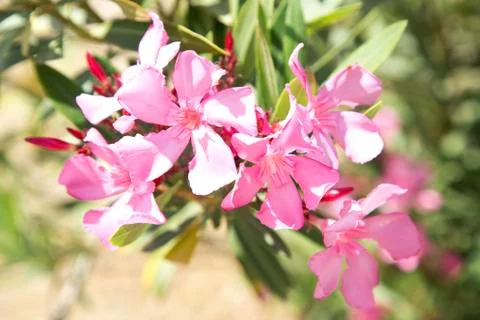 Pink oleander Stockfoto's