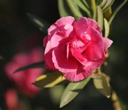 Pink Oleander Stock Photos