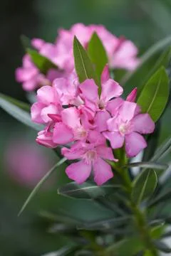Pink oleander Stock Photos