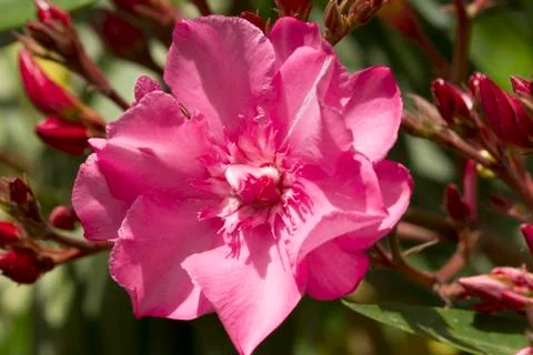 Pink oleander Фото