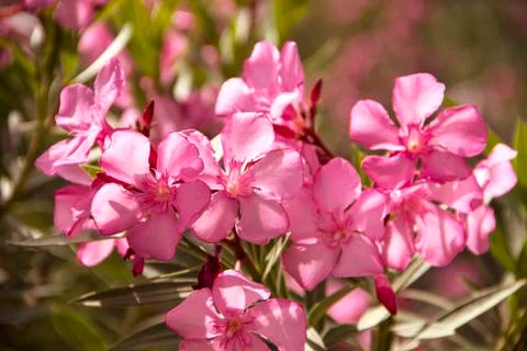 Pink oleander Фото