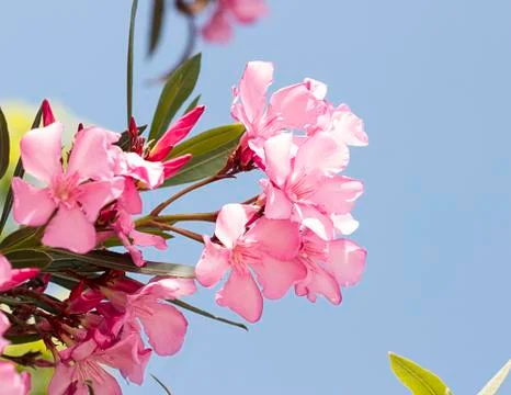 Pink oleander Stock Photos