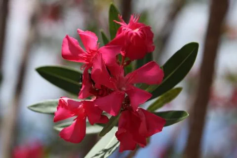 Pink oleander Stock Photos