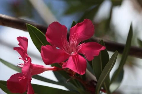 Pink oleander Stock Photos