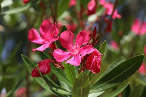 Pink oleander Stock Photos