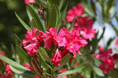 Pink oleander Stock Photos