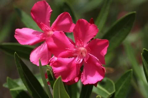 Pink oleander Stock Photos