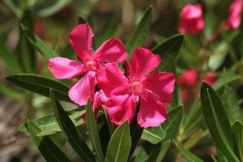 Pink oleander Stock Photos