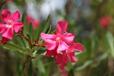 Pink oleander Stock Photos