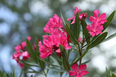 Pink oleander Stock Photos
