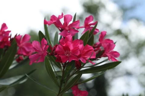Pink oleander Stock Photos