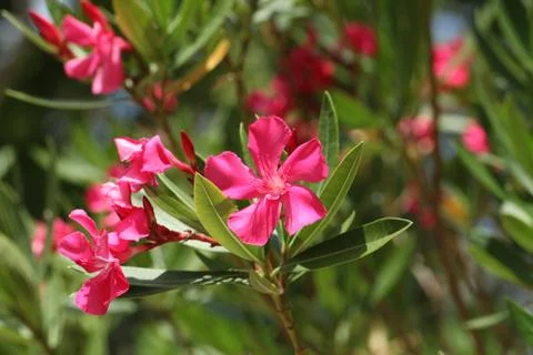 Pink oleander Stock Photos