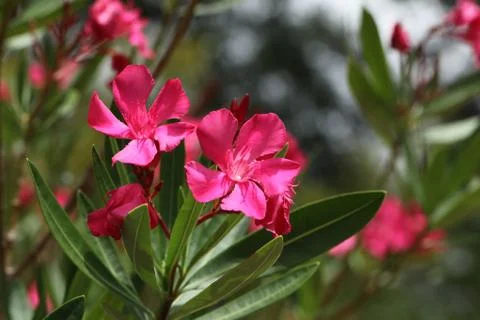 Pink oleander Stock Photos