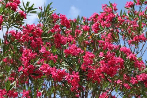 Pink oleander Stock Photos