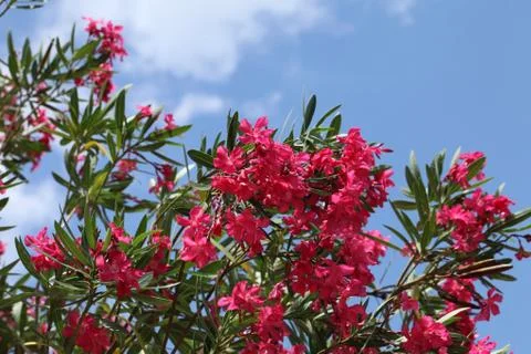Pink oleander Stock Photos