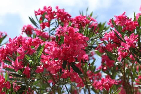 Pink oleander Stock Photos