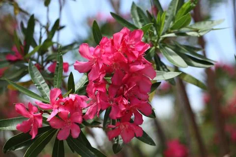 Pink oleander Foto stock