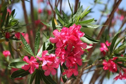 Pink oleander Stock Photos