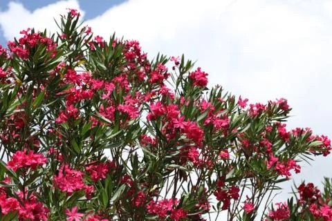 Pink oleander Stock Photos