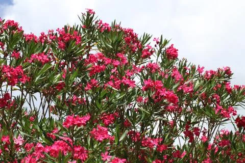 Pink oleander Stock Photos