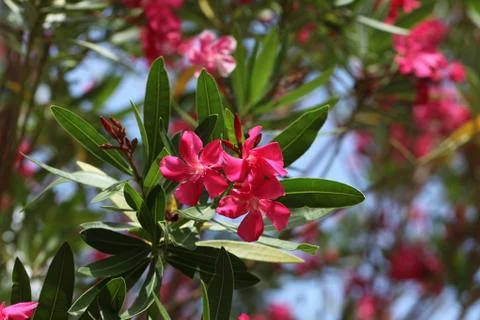 Pink oleander Stock Photos