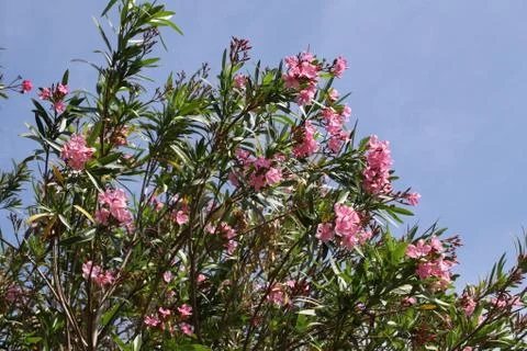 Pink oleander Stock Photos