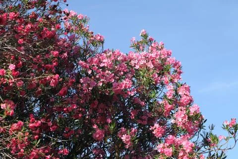 Pink oleander Stock Photos