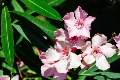Pink oleander Stock Photos