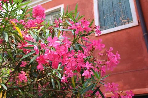 Pink oleander Stock Photos