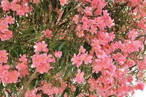 Pink oleander Stock Photos