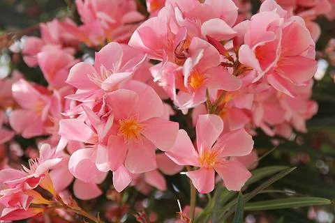 Pink oleander Stock Photos