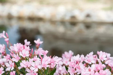 Pink Oleander Stock Photos