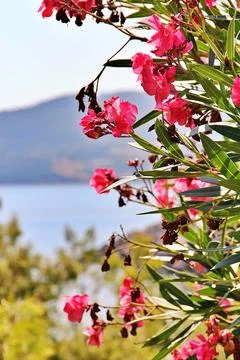 Pink oleander Stock Photos