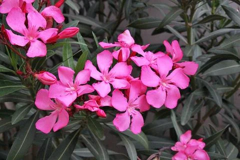 Pink oleander Foto stock