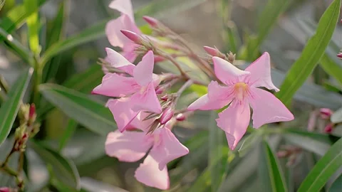 Pink oleander in the wind. Beautiful white flowers. Stock Footage 242673628