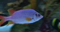 Pink & Orange Fish HD Footage