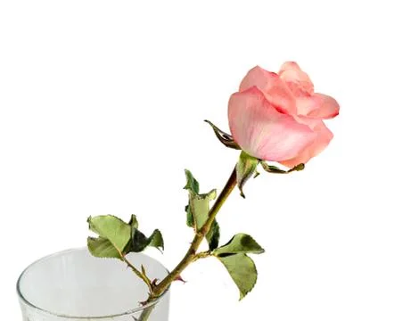 Pink orange rose flower, pattern petals, close up Stock Photos
