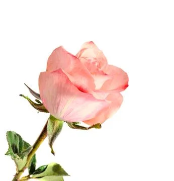 Pink orange rose flower, pattern petals, close up Stock Photos