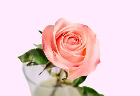 Pink orange rose flower, pattern petals, close up Stock Photos