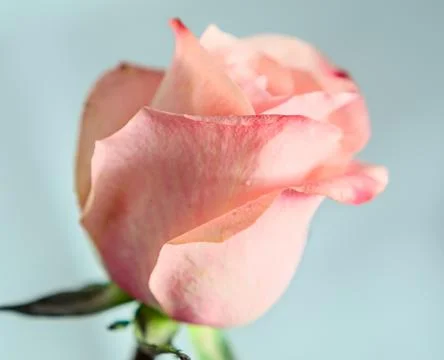 Pink orange rose flower, pattern petals, close up Stock Photos