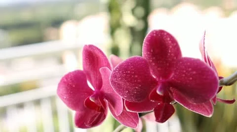 Pink Orchard Stock Footage 20453792